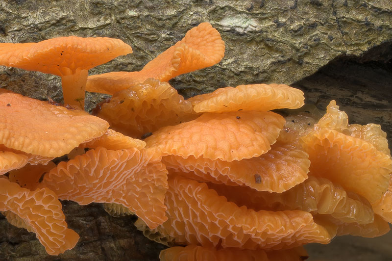 Favolaschia claudopus